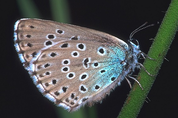 Schwarzfleckiger Ameisen-Bläuling (Bild:M. Maier)