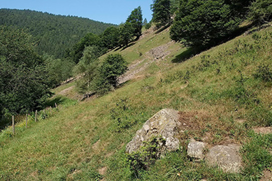 Schwarzfleckiger Ameisen-Bläuling Habitat (Bild: O. Karbiener)