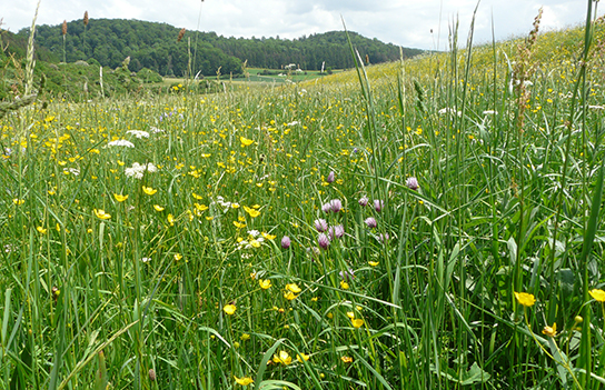 Habitat des Dunklen Wiesenknopf-Ameisen-Bläulings (Bild: A. Schanowski)