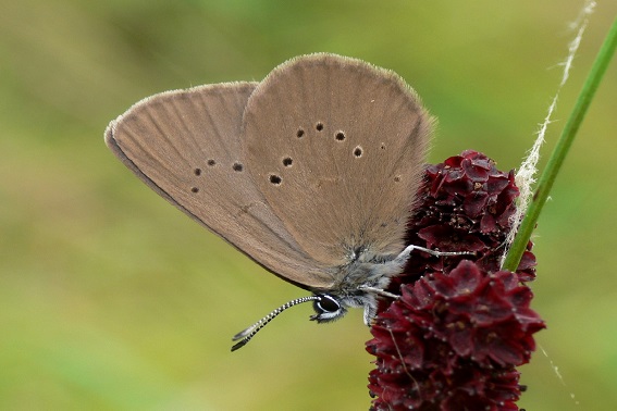 Dunkler Wiesenknopf-Ameisen-Bläuling (Bild: M. Waitzmann)