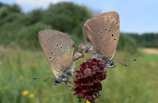 Dunkler Wiesenknopf-Ameisen-Bläuling bei der Paarung (Bild: M. Waitzmann)