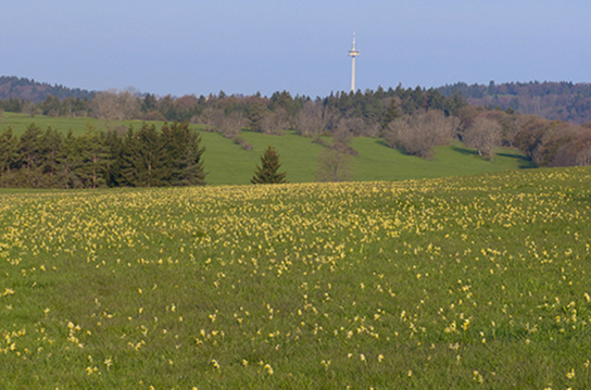 Habitat des Hellen Wiesenknopf-Ameisen-Bläulings (Bild: C. Wagner)