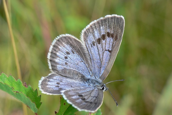 Heller Wiesenknopf-Ameisen-Bläuling (Bild: M. Waitzmann)