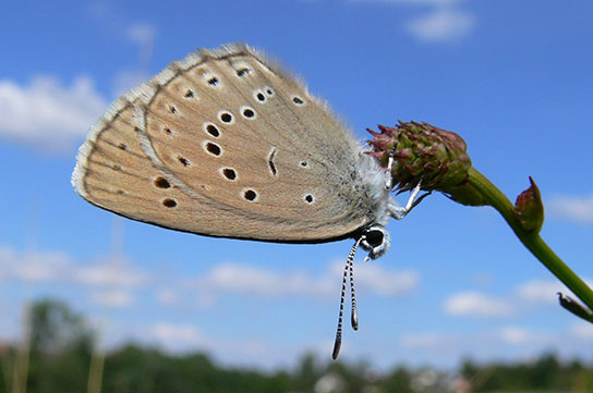 Heller Wiesenknopf-Ameisen-Bläuling (Bild: M. Waitzmann)