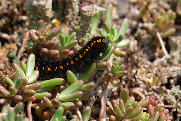 Raupe des Apollofalters (Bild: O. Karbiener)