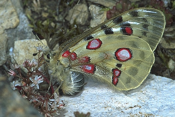 Apollofalter (Bild: M. Maier)