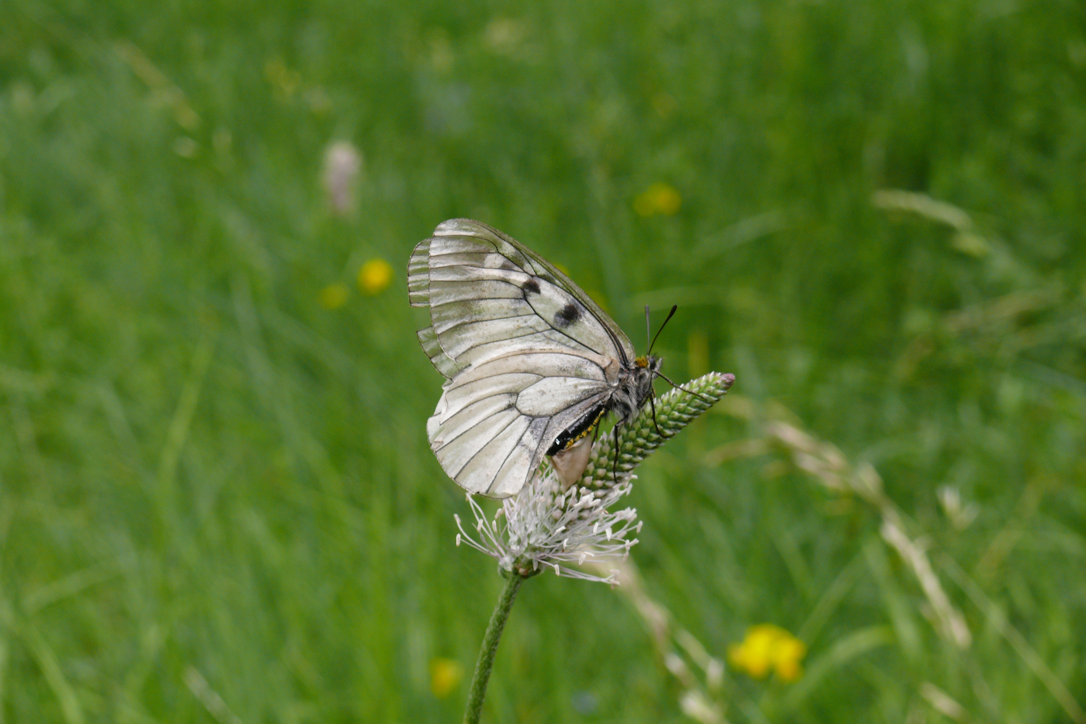 Schwarzer Apollofalter (Bild: J. Behm)