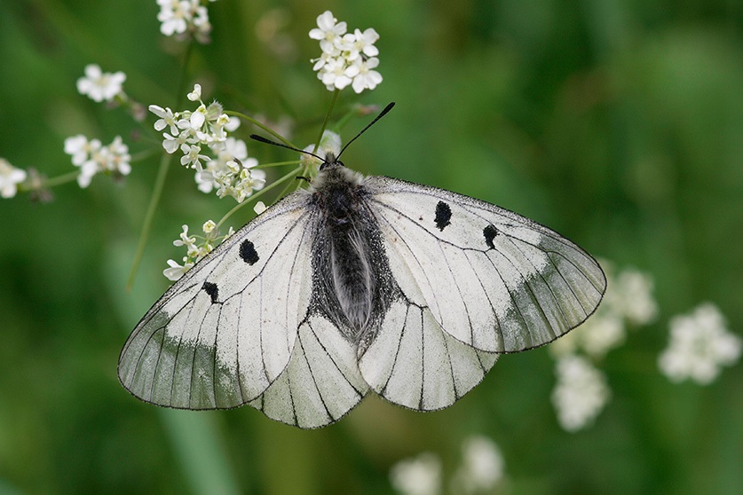 Schwarzer Apollofalter (Bild: O. Karbiener)