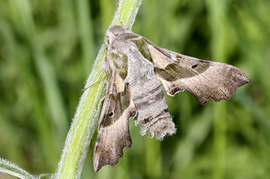 Nachtkerzenschwärmer (Bild: J. U. Meineke)