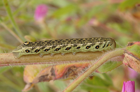 Raupe des Nachtkerzenschwärmer (Bild: G. Herrmann)