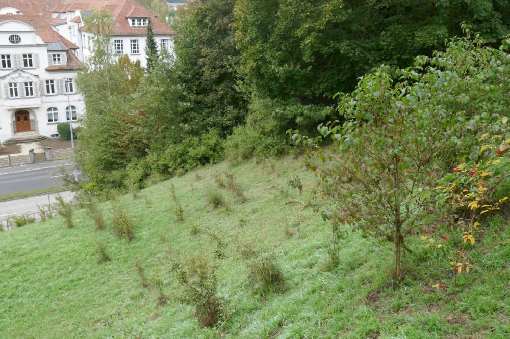 An einem Hang stehen verschiedene kleinere Büsche und im Hintergrund Bäume.