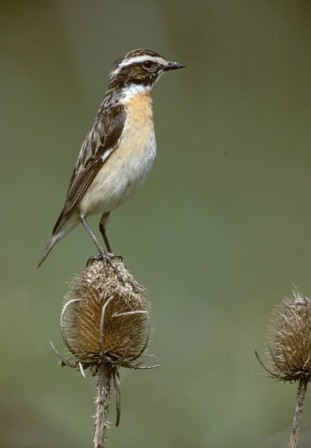Braunkehlchen Braunkehlchen