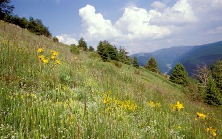 Borstgrasrasen im NSG Schauinsland