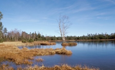 NSG Kaltenbronn im Vogelschutzgebiet Nordschwarzwald