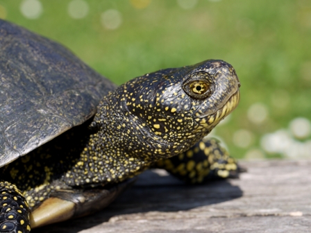 Europäische Sumpfschildkröte