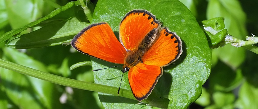 Bild zeigt den Dukaten-Feuerfalter (Lycaena virgaurea)