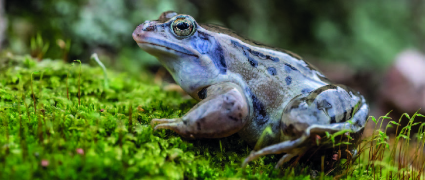 Moorfrosch auf Moos. 