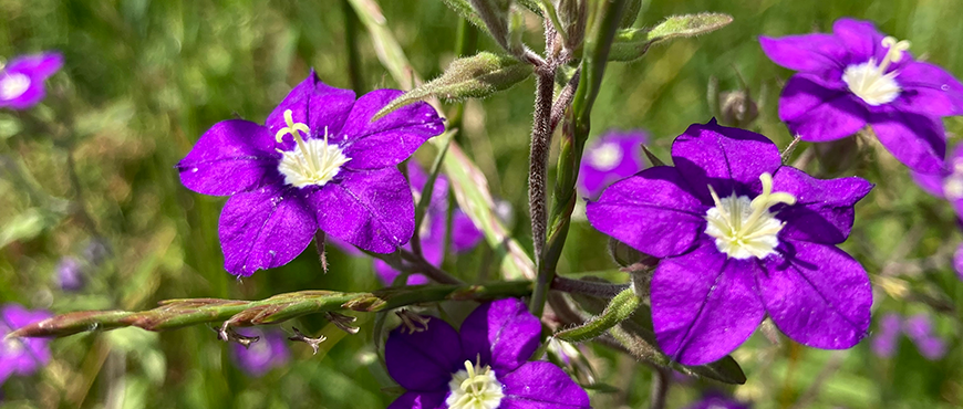  Schöne lila Blumen