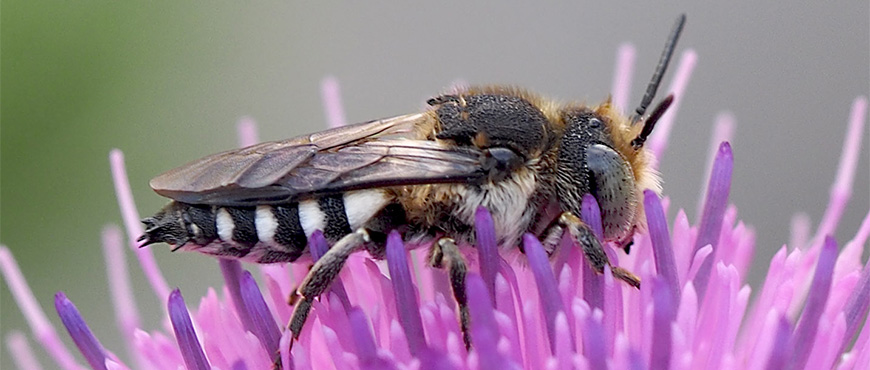  Wildbiene auf einer Blume