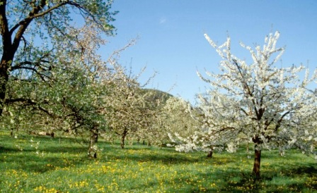 Streuobstwiese im Schönbuch