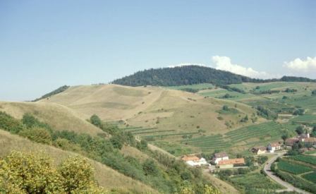 NSG Badberg im Kaiserstuhl