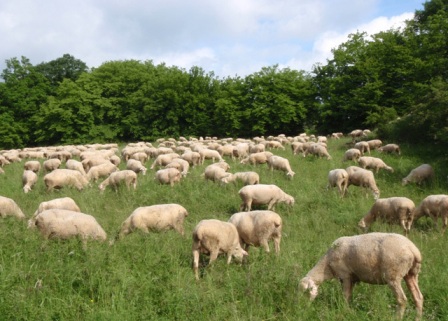 Heckengäu, Schafbeweidung auf Magerwiese