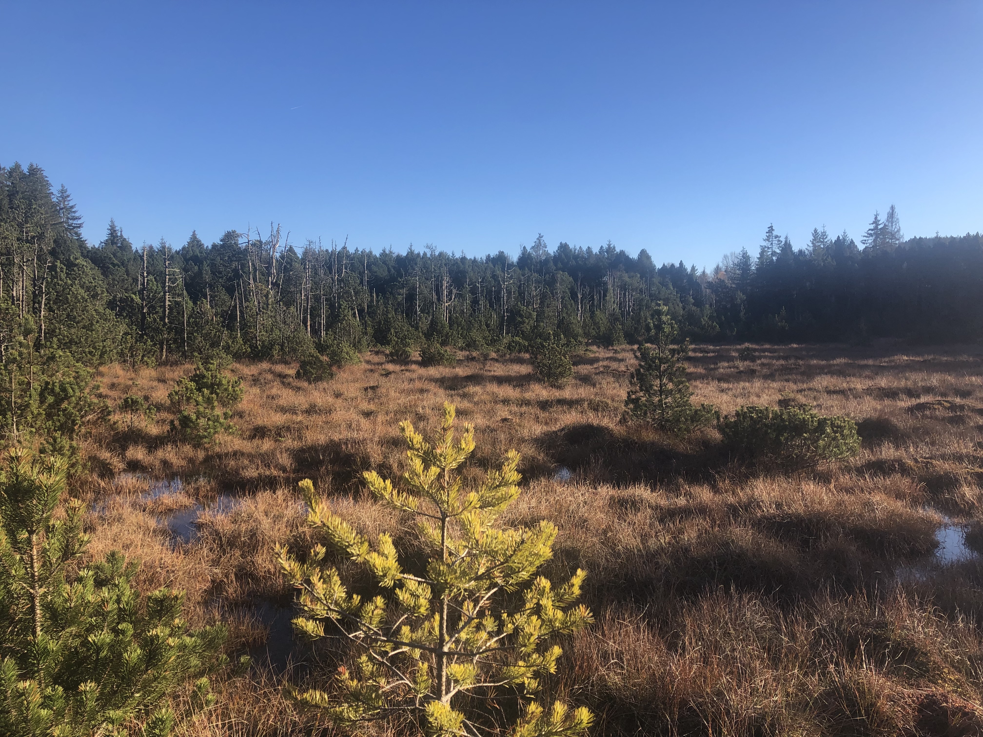 Baumfreie Hochmoorfläche in einem nahezu ungestörten Hochmoor mit typischen Bulten und Schlenken