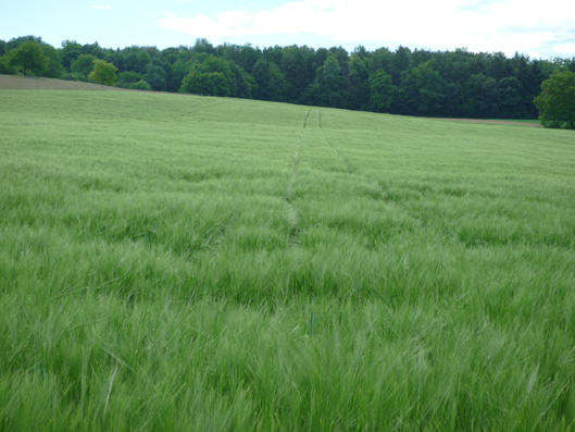 Foto: Acker mit fragmentarischer Unkrautvegetation im Kraichgau bei Kieselbronn