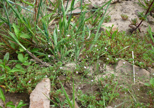 Foto: Gypsophila muralis und Lythrum portula in überdurchschnittlich ausgebildetem Acker mit Unkrautvegetation basenarmer Standorte auf den Schwarzwald-Randplatten bei Völkersbach