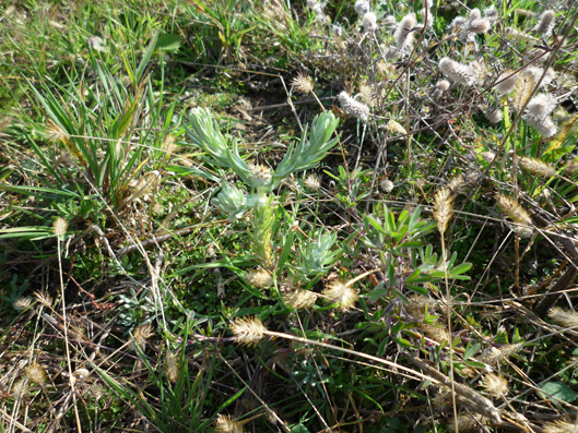 Foto: Filago vulgaris (Bildmitte) auf abgeerntetem Acker mit Unkrautvegetation basenarmer Standorte in der Rheinebene bei Rheinstetten