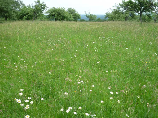 Foto: Glatthafer-Wiese im Nordschwarzwald bei Völkersbach