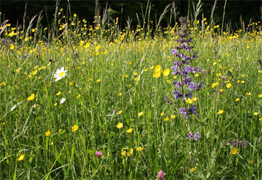 Foto: Salbei-Glatthafer-Wiese im Bauland bei Diedesheim
