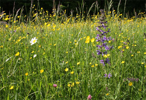 Foto: Salbei-Glatthafer-Wiese im Bauland bei Diedesheim