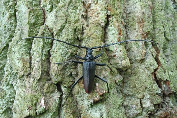 Heldbock (Bild: M. Waitzmann)