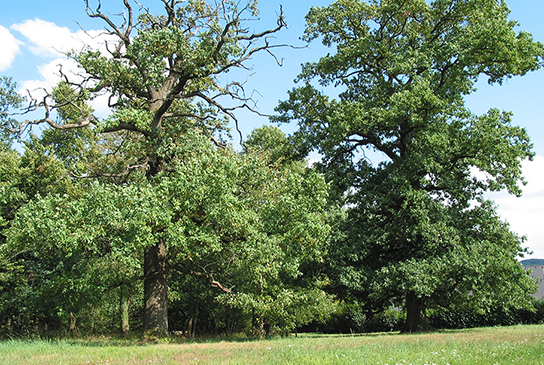 Habitat des Heldbocks (Bild: M. Waitzmann)