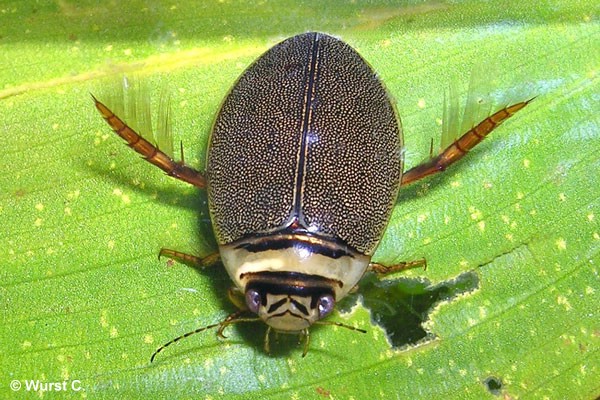 Schmalbindiger Breitflügel-Tauchkäfer (Bild: C. Wurst)