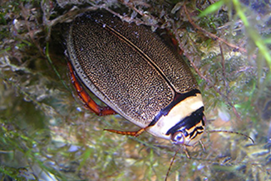 Schmalbindiger Breitflügel-Tauchkäfer im Wasser (C. Wurst)