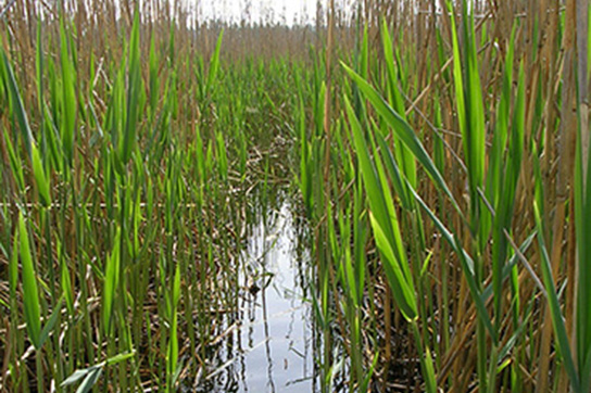 Habitat des Schmalbindigen Breitflügel-Tauchkäfers (Bild: C. Wurst)