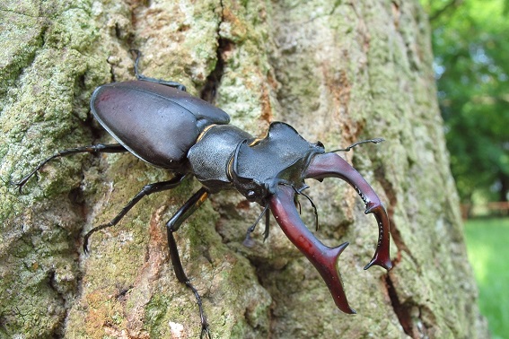 Hirschkäfer (Bild: M. Waitzmann)