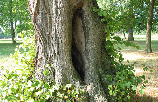 Habitat des Eremiten (Bild: M. Waitzmann)