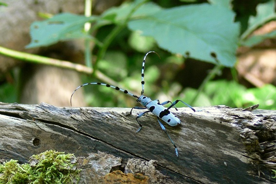 Alpenbock (Bild: M. Waitzmann)