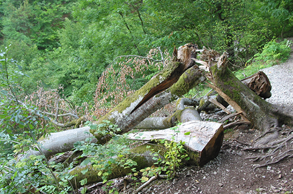 Habitat des Alpenbocks (Bild: M. Waitzmann)