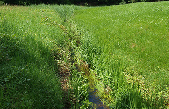 Habitat der Helm-Azurjungfer (Bild: H. Hunger)