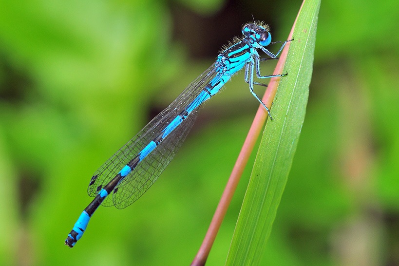 Vogel-Azurjungfer Männchen (Bild: H.P. Döler)