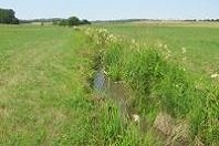 Habitat der Vogel-Azurjungfer (Bild: H.P. Döler)