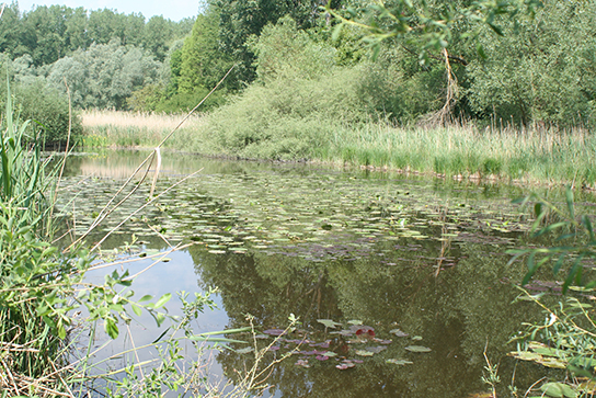 Lebensraum der Zierlichen Moosjungfer (Bild: F.-J. Schiel)