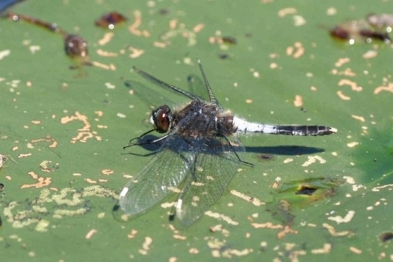 Zierliche Moosjungfer (Bild: F.-J. Schiel)