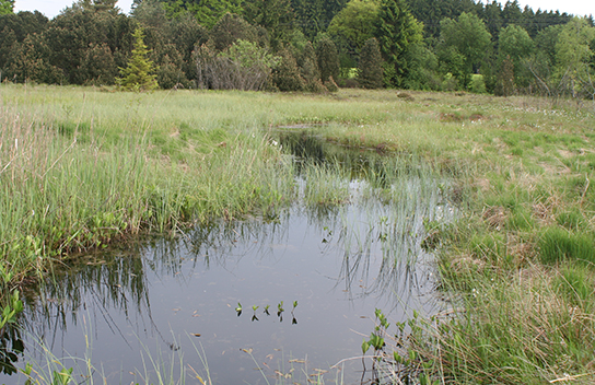 Lebensraum der Großen Moosjungfer (Bild: F.-J. Schiel)