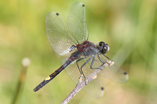 Große Moosjungfer Männchen (Bild: F.-J. Schiel)