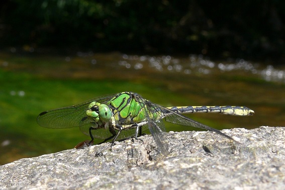 Grüne Flussjungfer (Bild: M. Waitzmann)